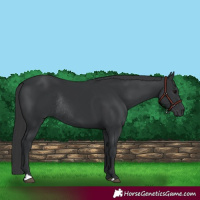 Horse Color:Black Rabicano 