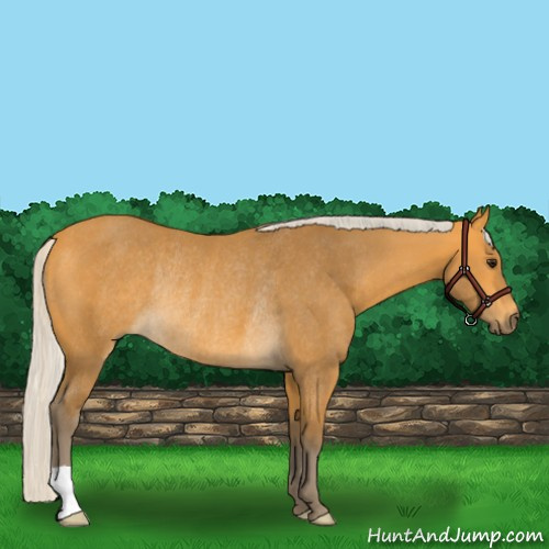 Horse Color:Silver Buckskin Rabicano 