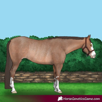 Horse Color:Amber Champagne Rabicano 