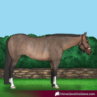 Horse Color:Bay Dun Rabicano 