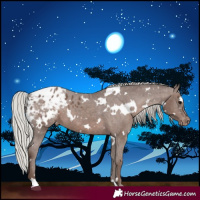 Horse Color:White Spotted Silver Black Appaloosa 