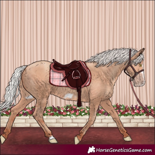 Horse Color:Silver Amber Champagne Frame 