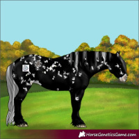 Horse Color:Grullo Sabino Splash 