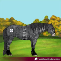 Horse Color:Black Sabino