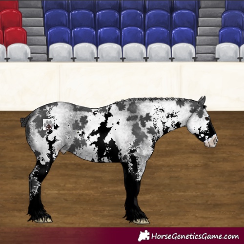 Horse Color:White Spotted Black Sabino 