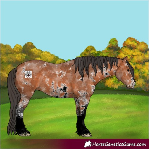 Horse Color:Bay Sabino 