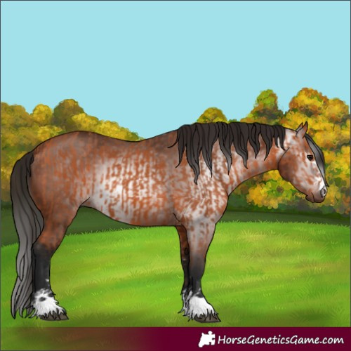 Horse Color:Bay  and Gray Bay 