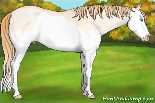 Horse Color:Buckskin Pearl Mushroom Splash 