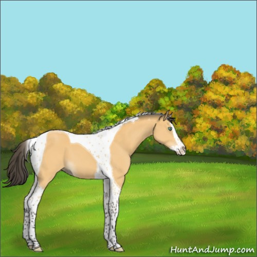 Horse Color:Buckskin Mushroom Splash Tobiano 
