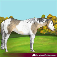 Horse Color:Buckskin Mushroom Splash Tobiano Appaloosa 