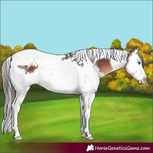 Horse Color:Brown Mushroom Splash Tobiano 