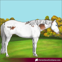 Horse Color:Brown Mushroom Splash Tobiano 