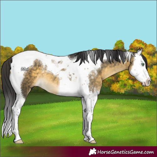 Horse Color:Buckskin Mushroom Splash Tobiano 
