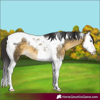 Horse Color:Buckskin Mushroom Splash Tobiano 