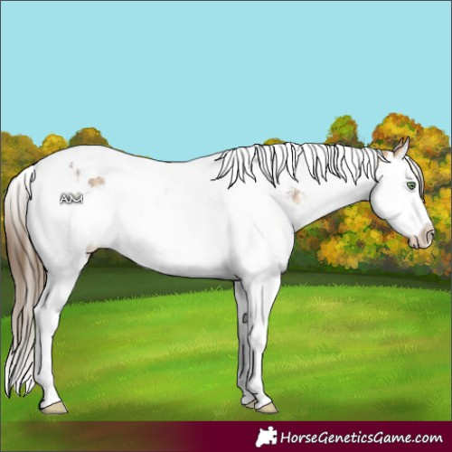 Horse Color:Buckskin Splash Tobiano Snowflake Varnish