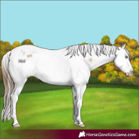 Horse Color:Buckskin Splash Tobiano Appaloosa 