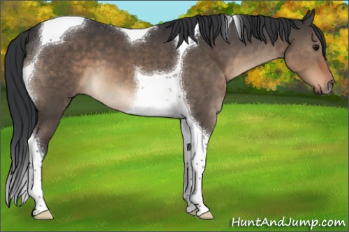 Horse Color:Brown Dun Tobiano 