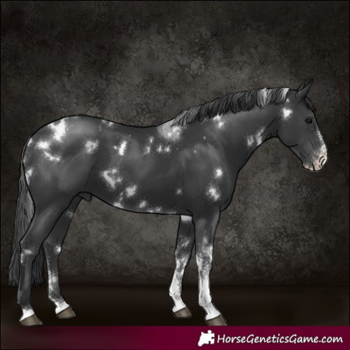 Horse Color:White Spotted Black Sabino