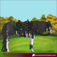 Horse Color:Black Sabino
