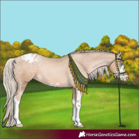 Horse Color:Chocolate Palomino Pearl Sabino Appaloosa