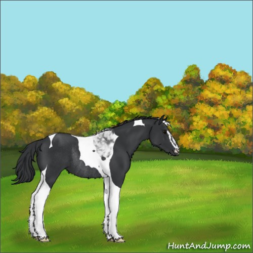 Horse Color:Black Sabino Tobiano Rabicano