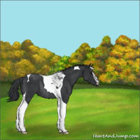 Horse Color:Black Sabino Tobiano Rabicano 