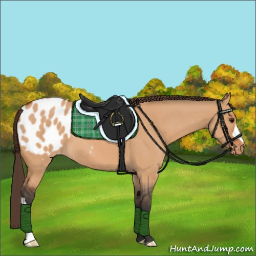 Horse Color:Bay Dun Appaloosa 