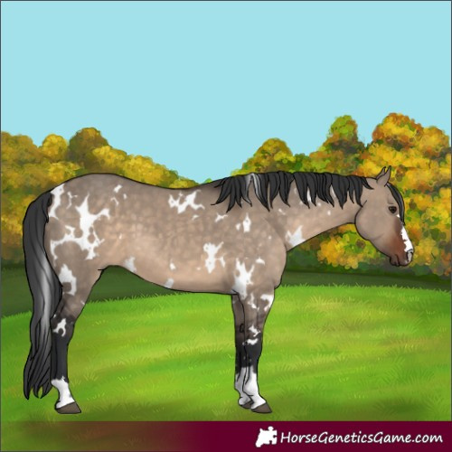 Horse Color:White Spotted Brown Dun 