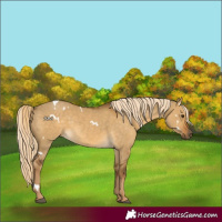 Horse Color:White Spotted Chocolate Palomino Dun