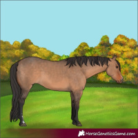 Horse Color:Brown Dun Sabino