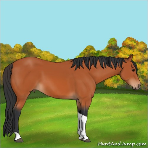 Horse Color:Bay Tobiano Rabicano 