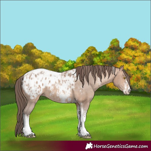 Horse Color:Amber Champagne Sabino Tobiano Appaloosa  and Amber Champagne Sabino Tobiano Appaloosa 