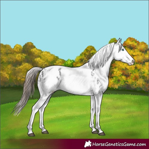 Horse Color:White Spotted Black Splash Tobiano Frame Appaloosa 
