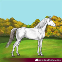 Horse Color:White Spotted Black Splash Tobiano Frame Appaloosa 