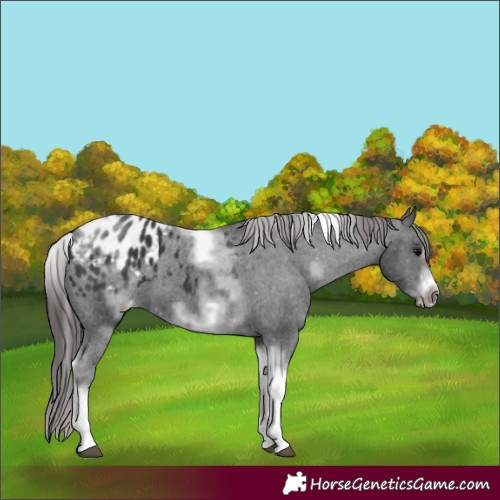 Horse Color:White Spotted Black Splash Tobiano Frame Appaloosa 