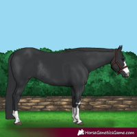 Horse Color:Black Rabicano 