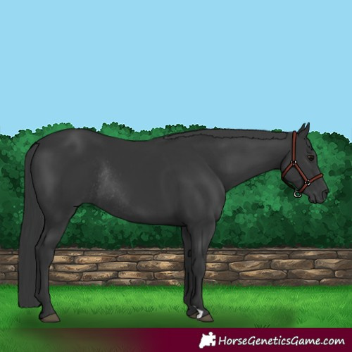 Horse Color:Black Rabicano 