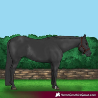 Horse Color:Black Rabicano 