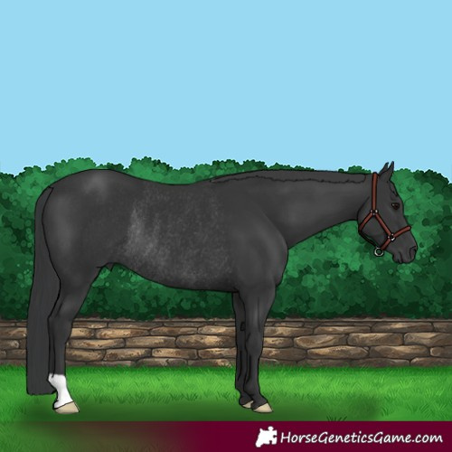 Horse Color:Black Rabicano 
