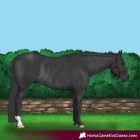 Horse Color:Black Rabicano 