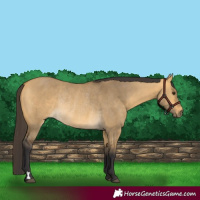 Horse Color:Buckskin Dun Rabicano 
