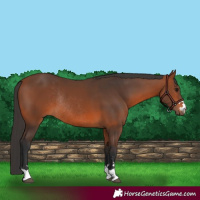 Horse Color:Bay Rabicano 