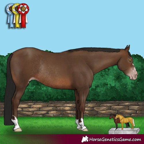 Horse Color:Gray Sable Champagne Rabicano 