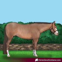 Horse Color:Sable Champagne Rabicano 