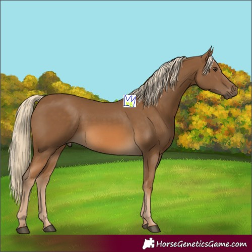 Horse Color:Chocolate Palomino 