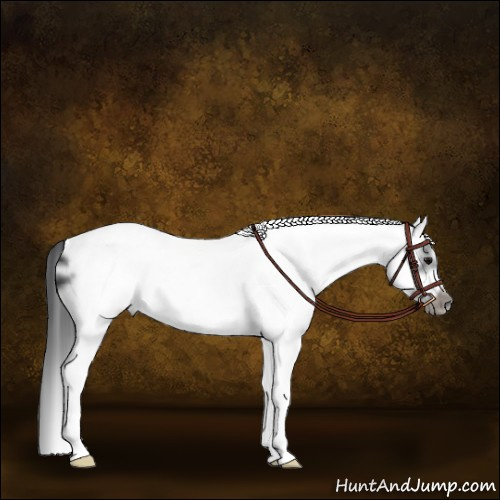 Horse Color:White Spotted Black Frame 