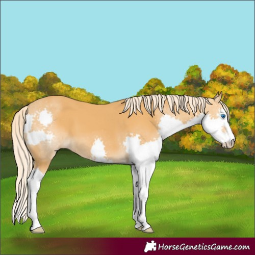 Horse Color:Palomino Splash 