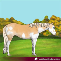Horse Color:Palomino Splash
