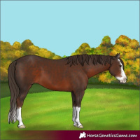 Horse Color:Liver Chestnut Sabino Splash 