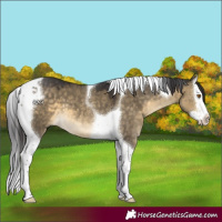 Horse Color:Buckskin Dun Splash Tobiano